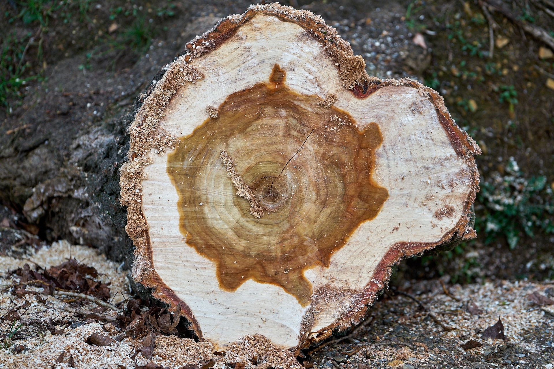 Blick auf die Schnittfläche eines gefällten Baumes.