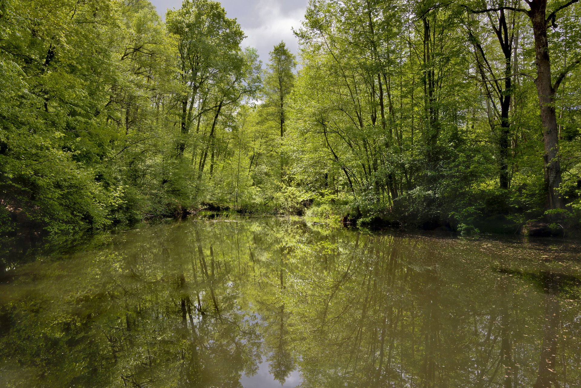 Ein naturbelassener Teich, von Bäumen umgeben