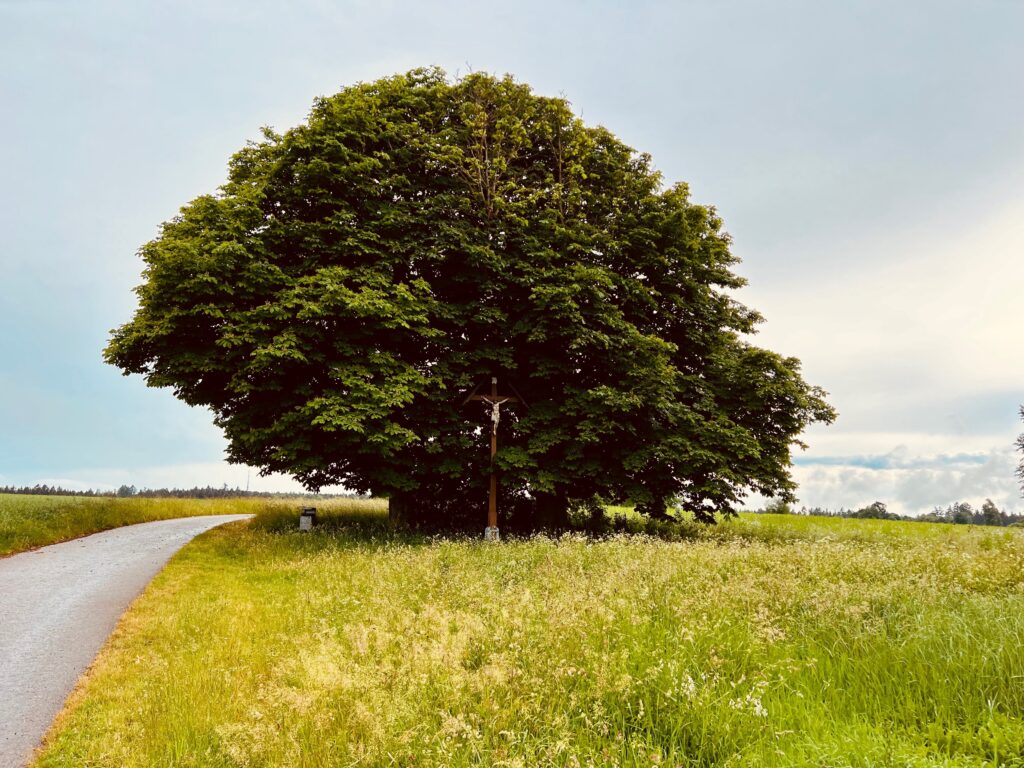 Ein großer Kastanienbaum, in dessen Schatten ein Wegkreuz (Kruzifix) steht.