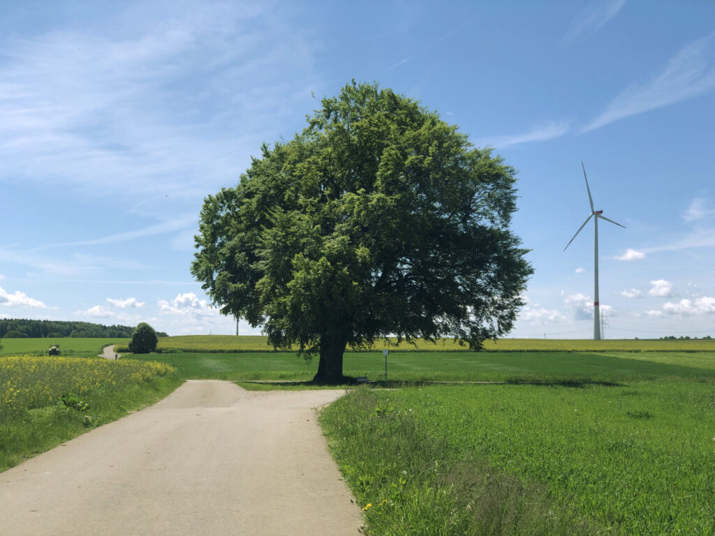 Baum am Rande eines Fahrradwegs, im Hintergrund ein Windrad