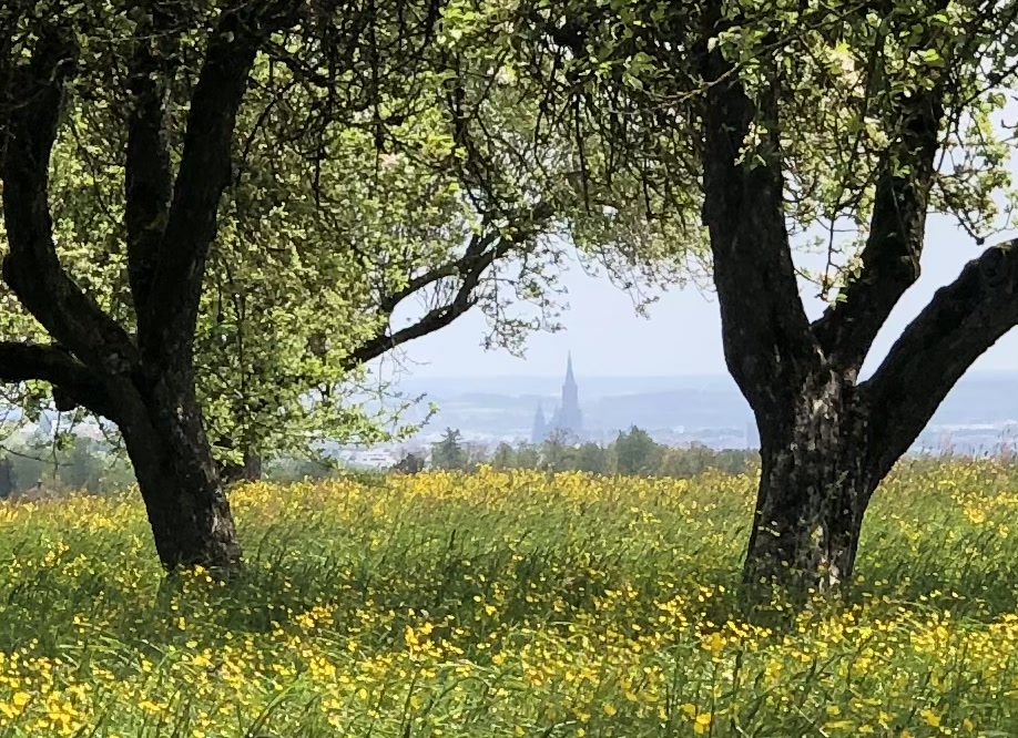 Blick von Wippingen über eine Blumenwiese auf das Ulmer Münster