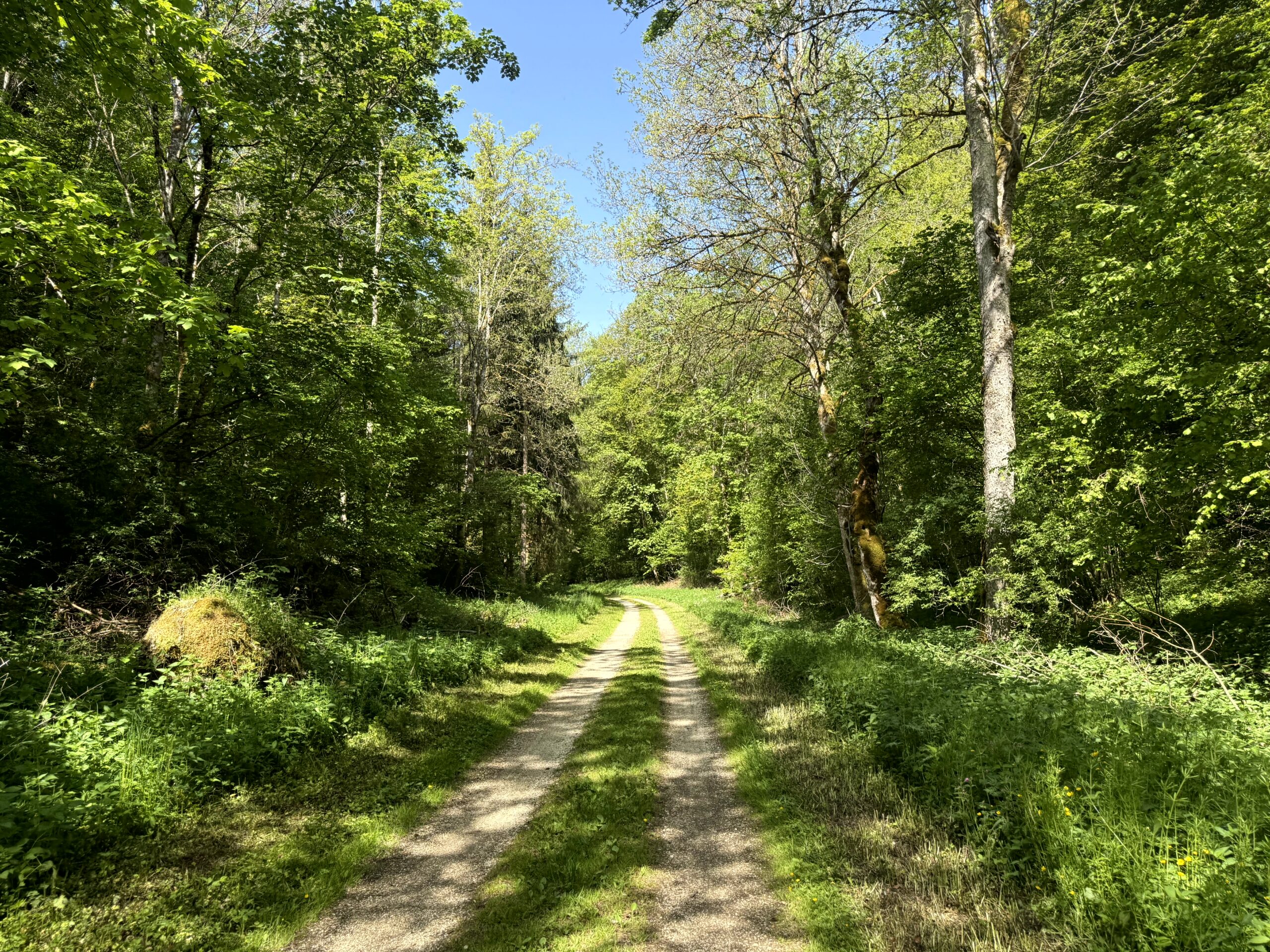 Ein Radweg, der durch einen sonnig beschienenen Wald führt